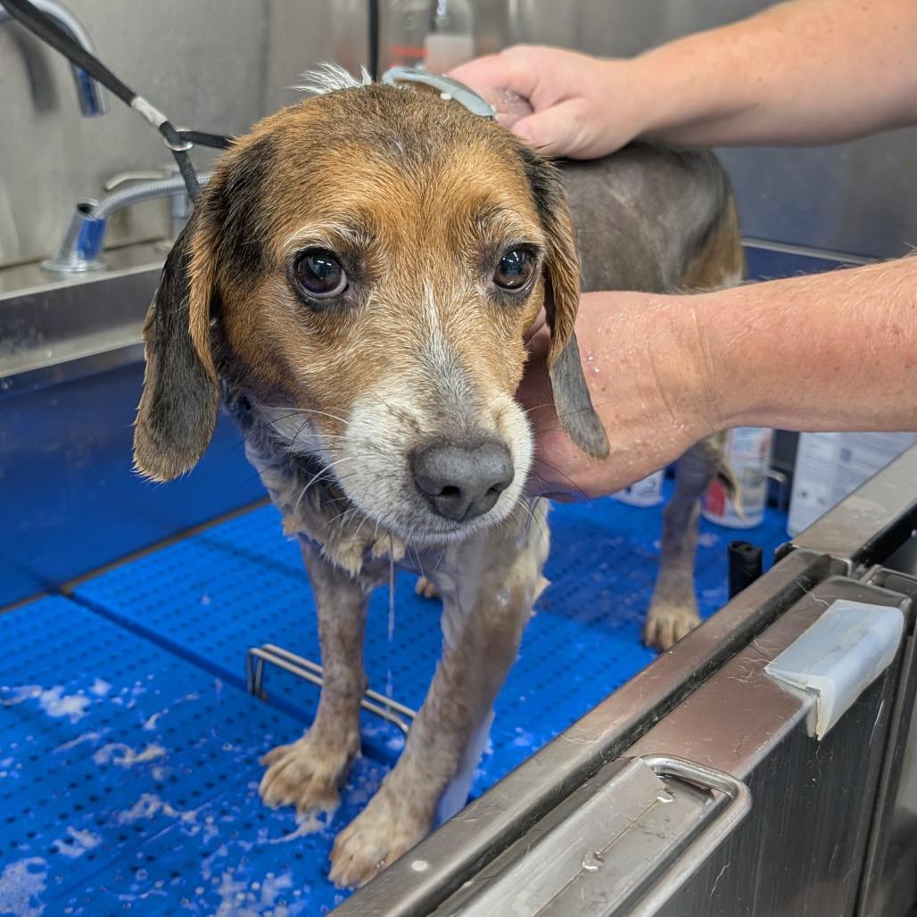Enlarge Randy, a Adoptable mixed breed in Nowata, OK image 3/3