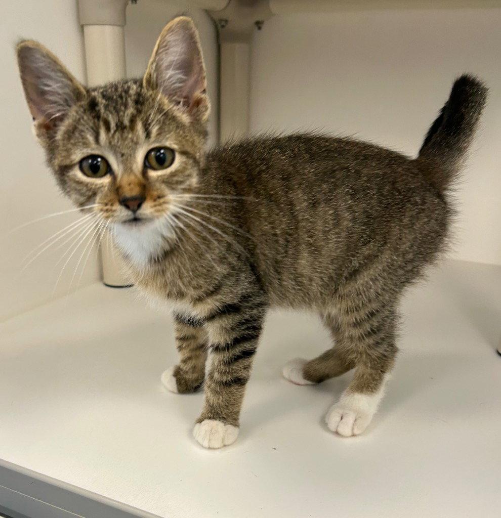 26-430, Adoptable, Kitten Male Domestic Short Hair.