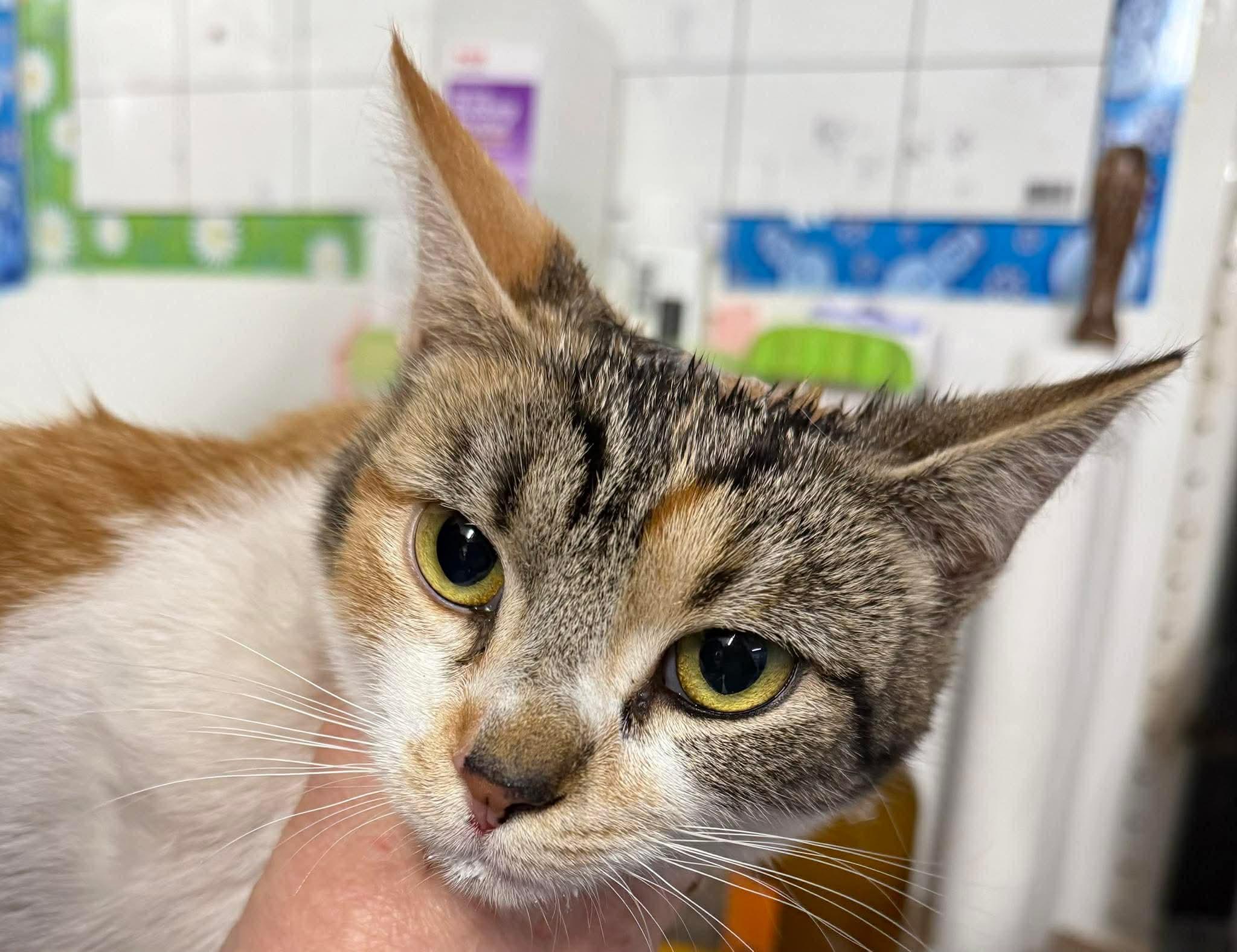 Enlarge Punch-Kun & Onsing BONDED PAIR, a ADOPTABLE Domestic Short Hair in Claremont, NH image 2/2