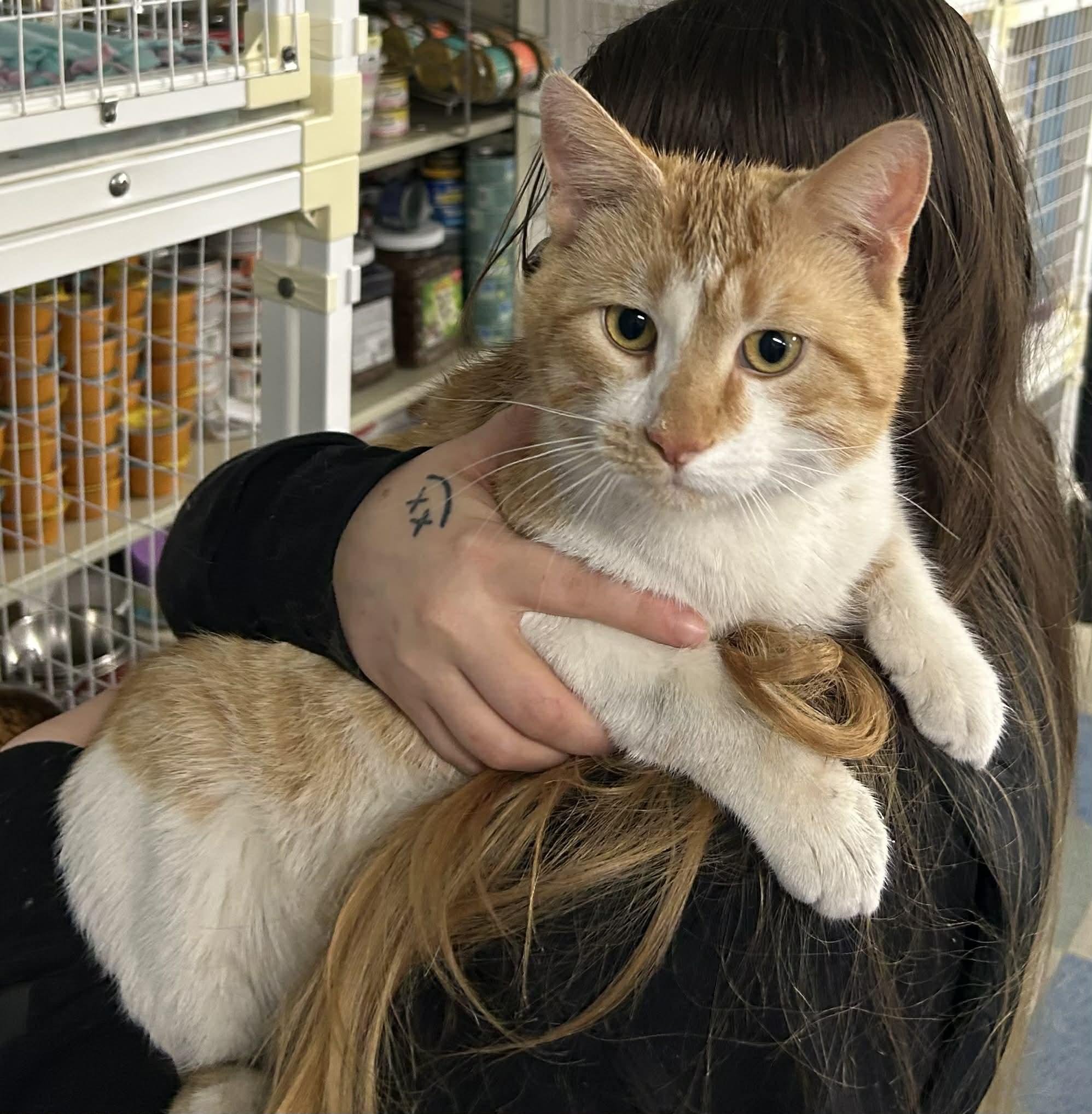 Enlarge Punch-Kun & Onsing BONDED PAIR, a ADOPTABLE Domestic Short Hair in Claremont, NH image 1/2