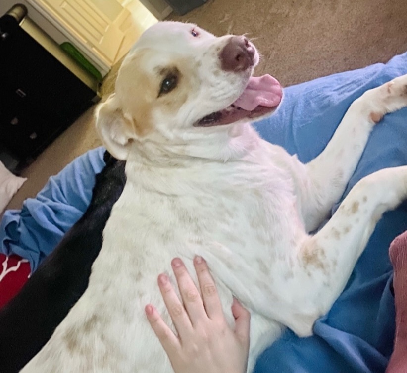 Enlarge Murdock BR-JC1001-T, a Adoptable mixed breed in Burlington, WA image 4/6