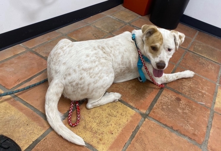 Enlarge Murdock BR-JC1001-T, a Adoptable mixed breed in Burlington, WA image 5/6