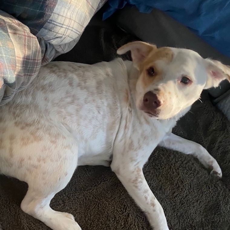 Enlarge Murdock BR-JC1001-T, a Adoptable mixed breed in Burlington, WA image 1/6