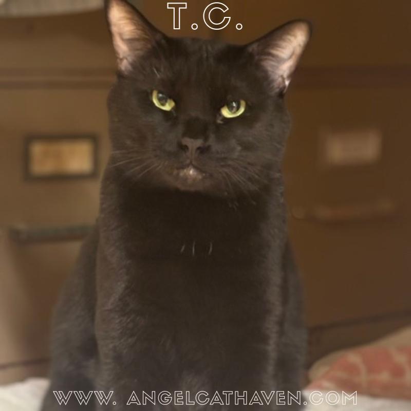 T.C. (Tomcat), ADOPTABLE, Adult Male Domestic Short Hair.