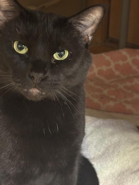 Enlarge T.C. (Tomcat), a ADOPTABLE Domestic Short Hair in Plainville, MA image 2/4