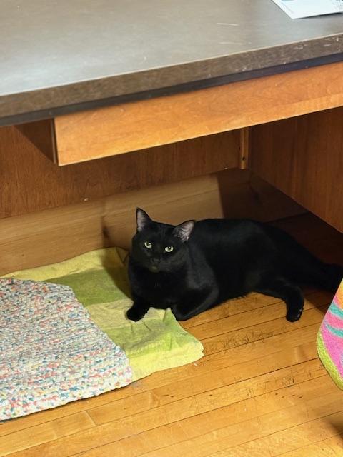 Enlarge T.C. (Tomcat), a ADOPTABLE Domestic Short Hair in Plainville, MA image 3/4
