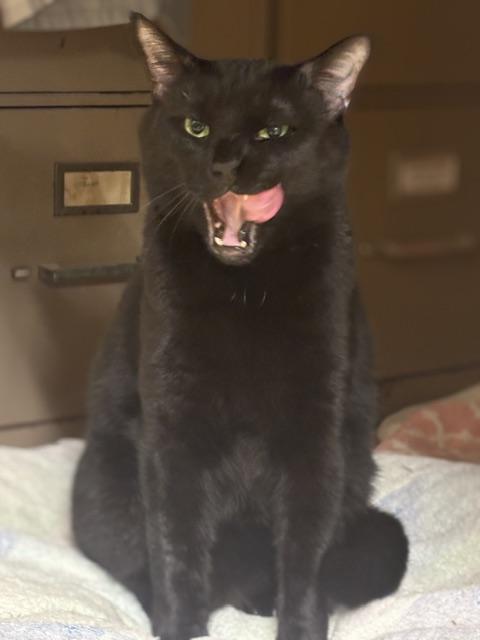Enlarge T.C. (Tomcat), a ADOPTABLE Domestic Short Hair in Plainville, MA image 4/4
