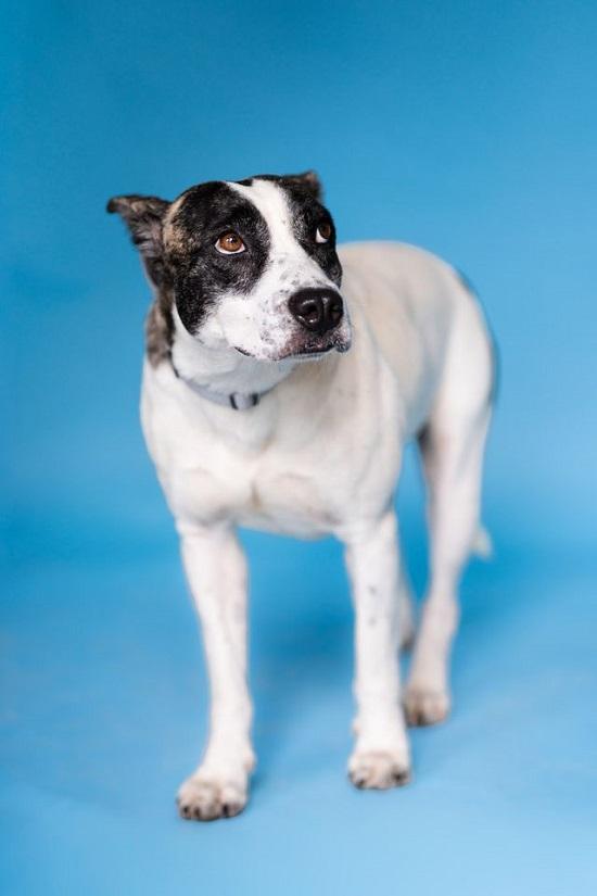 Enlarge TILLY, a Adoptable mixed breed in Pegram, TN image 3/6