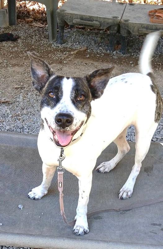 Enlarge TILLY, a Adoptable mixed breed in Pegram, TN image 1/6