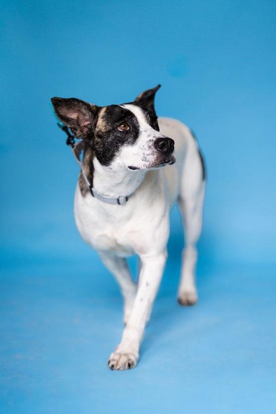 Enlarge TILLY, a Adoptable mixed breed in Pegram, TN image 1/6
