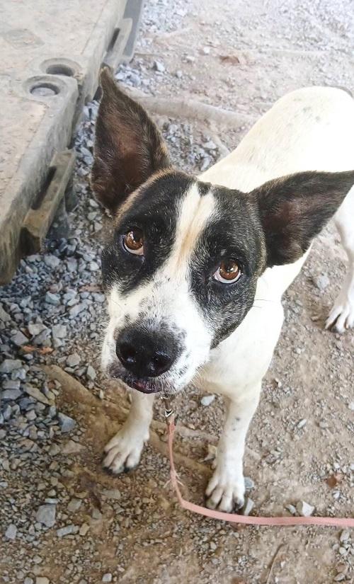 Enlarge TILLY, a Adoptable mixed breed in Pegram, TN image 4/6
