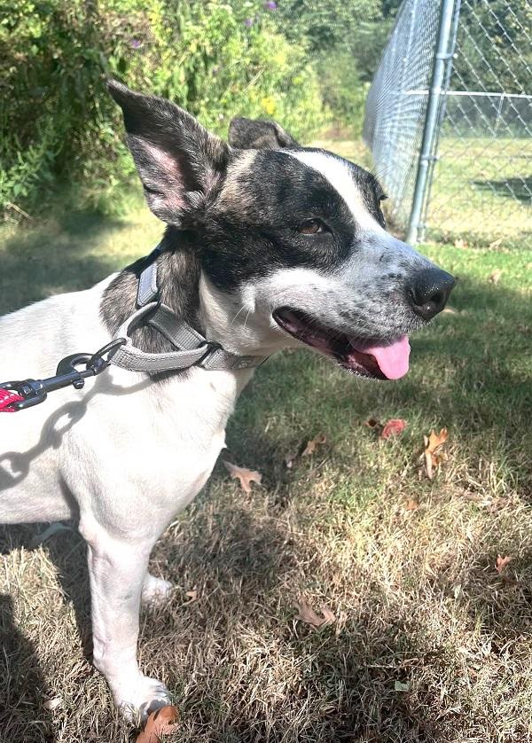 Enlarge TILLY, a Adoptable mixed breed in Pegram, TN image 5/6
