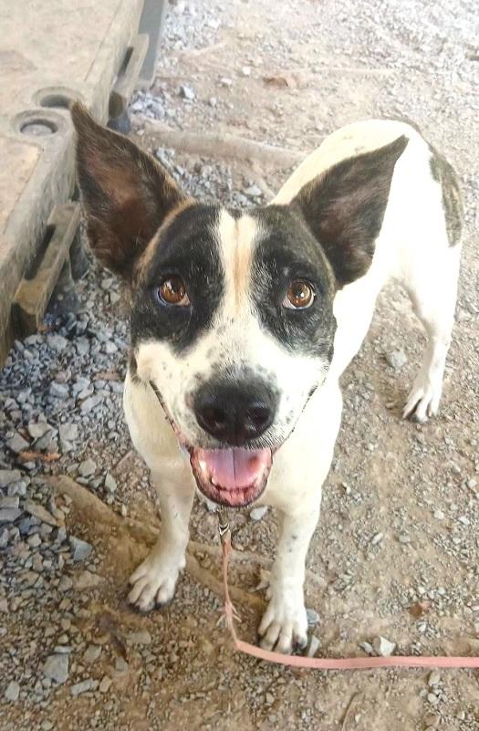 Enlarge TILLY, a Adoptable mixed breed in Pegram, TN image 6/6