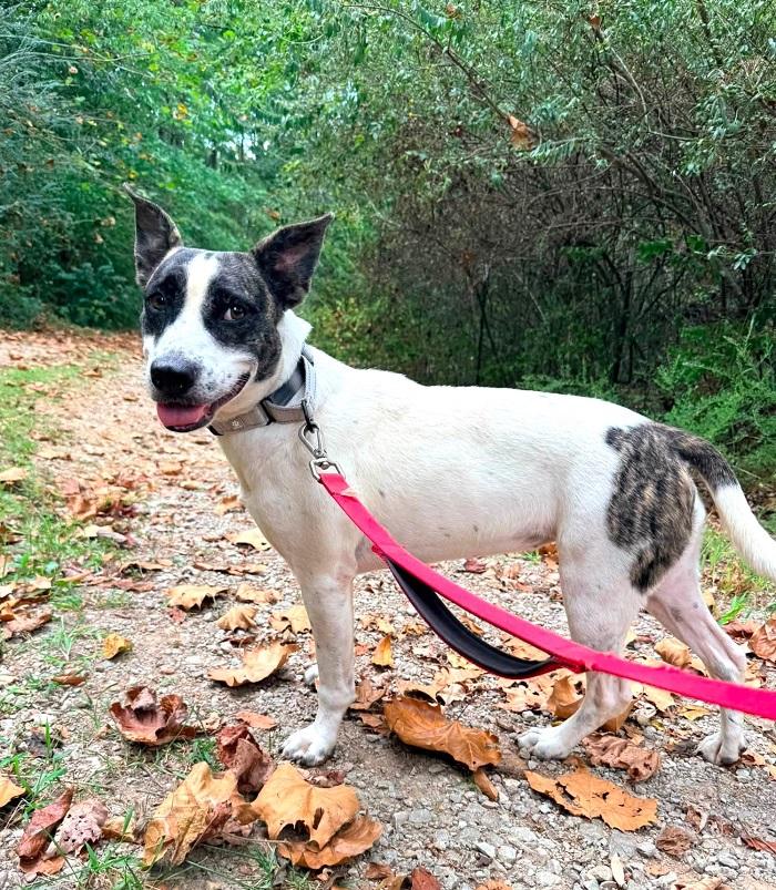 Enlarge TILLY, a Adoptable mixed breed in Pegram, TN image 2/6