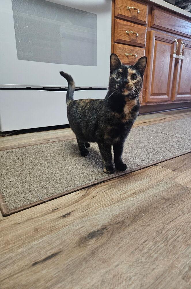 Quesadilla, Adoptable, Adult Female Domestic Short Hair.
