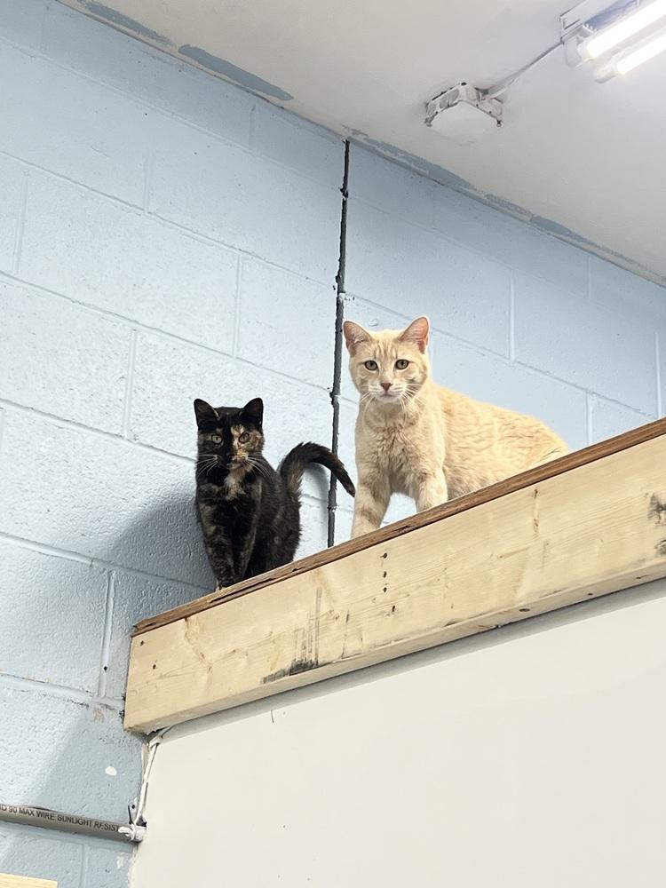 Enlarge Quesadilla, a Adoptable mixed breed in West Mifflin, PA image 1/4