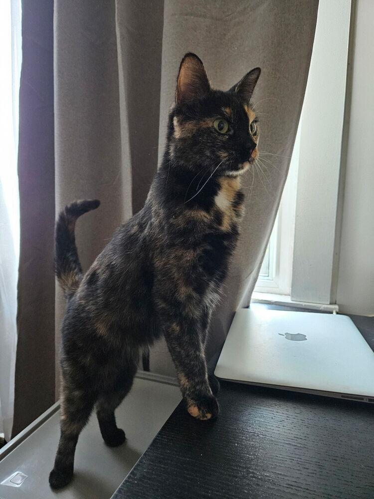 Enlarge Quesadilla, a Adoptable mixed breed in West Mifflin, PA image 2/4