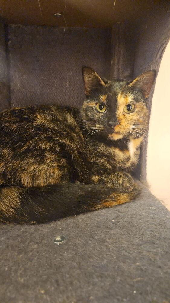 Enlarge Quesadilla, a Adoptable mixed breed in West Mifflin, PA image 3/4