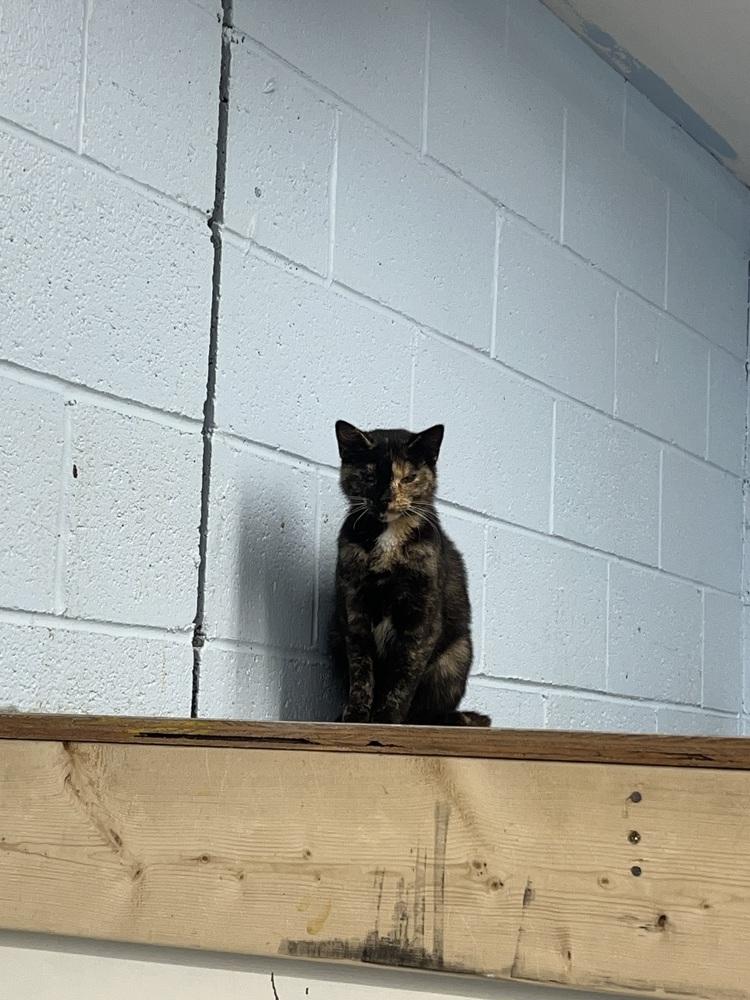 Enlarge Quesadilla, a Adoptable mixed breed in West Mifflin, PA image 2/4