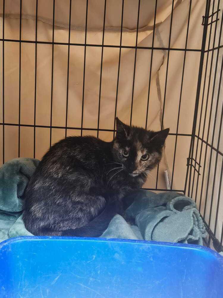 Enlarge Quesadilla, a Adoptable mixed breed in West Mifflin, PA image 3/4