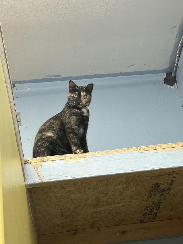 Enlarge Quesadilla, a Adoptable mixed breed in West Mifflin, PA image 4/4