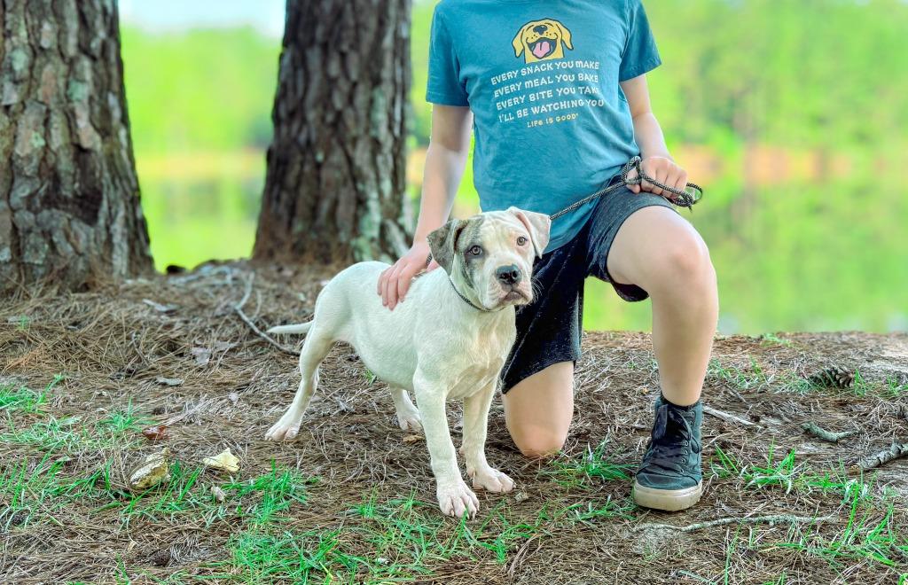 Sub-Zero, Adoptable, Puppy Male Pit Bull Terrier.