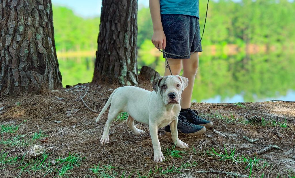 Enlarge Sub-Zero, a Adoptable Pit Bull Terrier in Macon, GA image 2/6