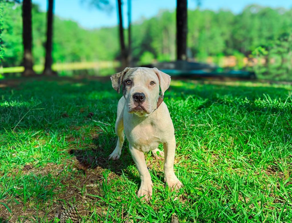 Enlarge Sub-Zero, a Adoptable Pit Bull Terrier in Macon, GA image 3/6