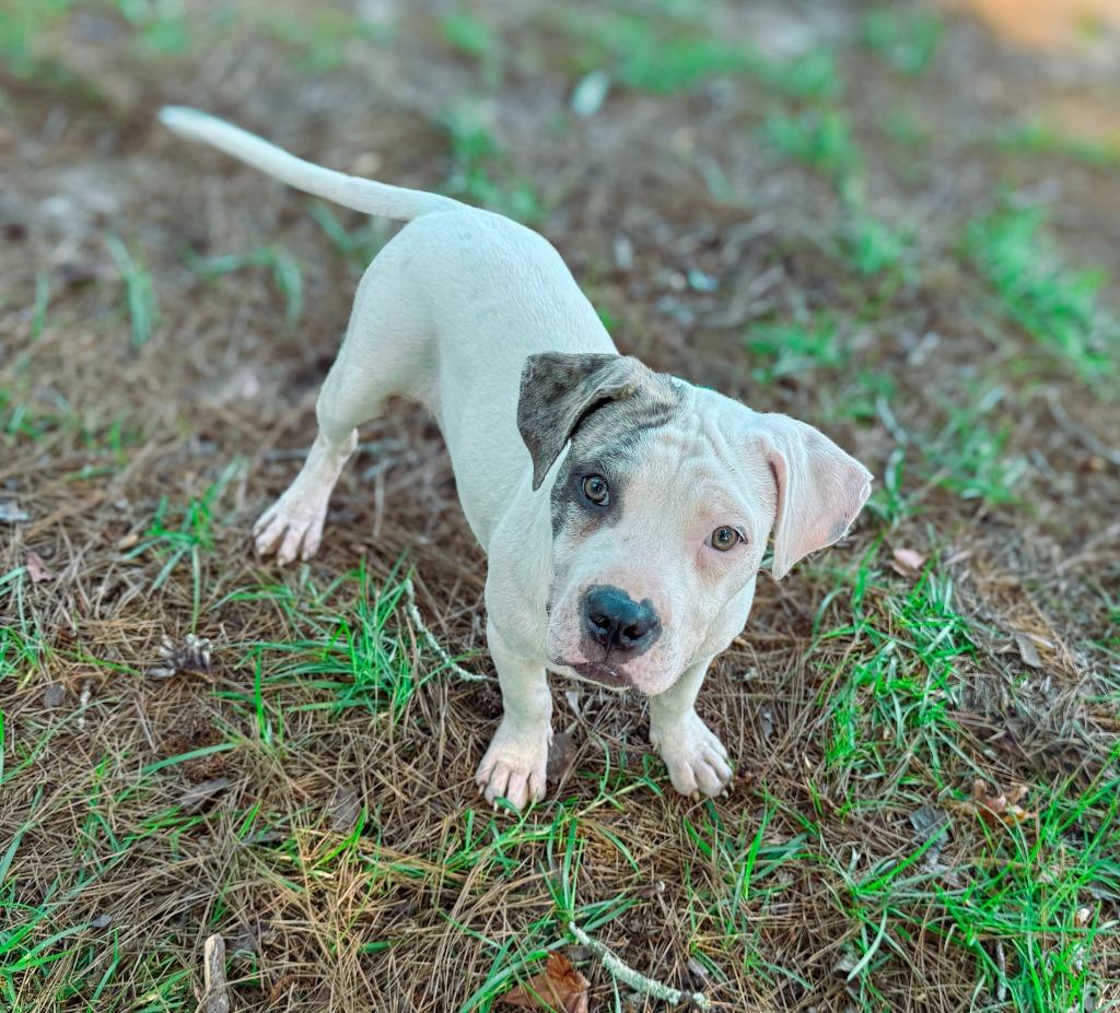 Enlarge Sub-Zero, a Adoptable Pit Bull Terrier in Macon, GA image 4/6