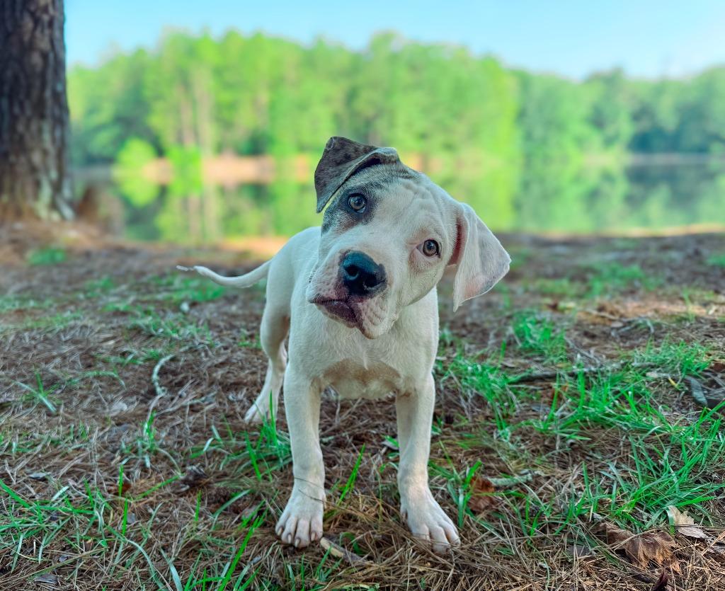 Enlarge Sub-Zero, a Adoptable Pit Bull Terrier in Macon, GA image 5/6