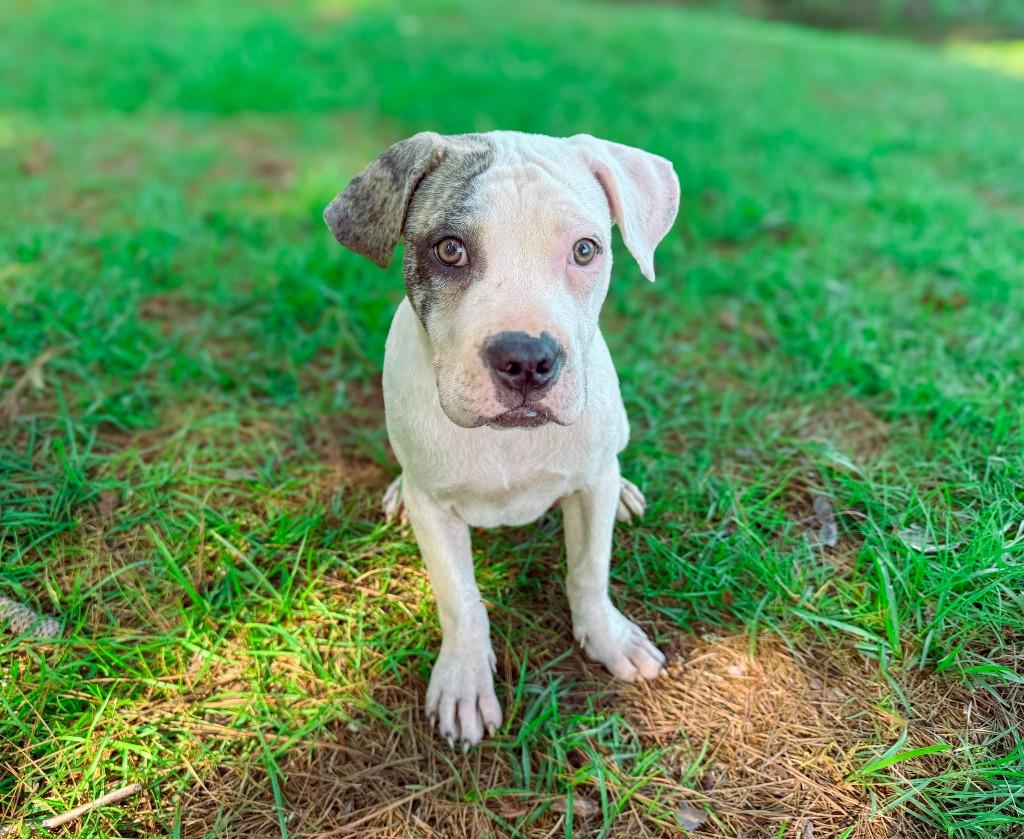 Enlarge Sub-Zero, a Adoptable Pit Bull Terrier in Macon, GA image 6/6