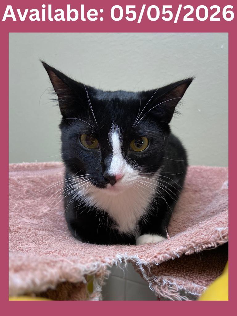 Enlarge Cat Display- Raven, a Adoptable mixed breed in Greenville, TX image 1/6
