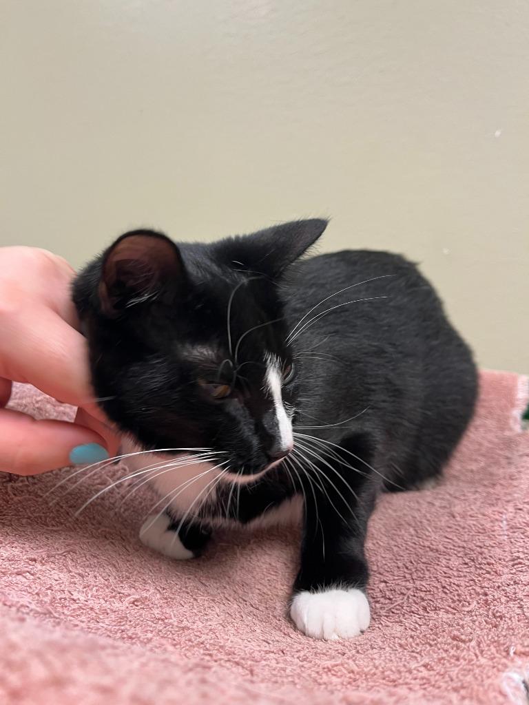 Enlarge Cat Display- Raven, a Adoptable mixed breed in Greenville, TX image 2/6