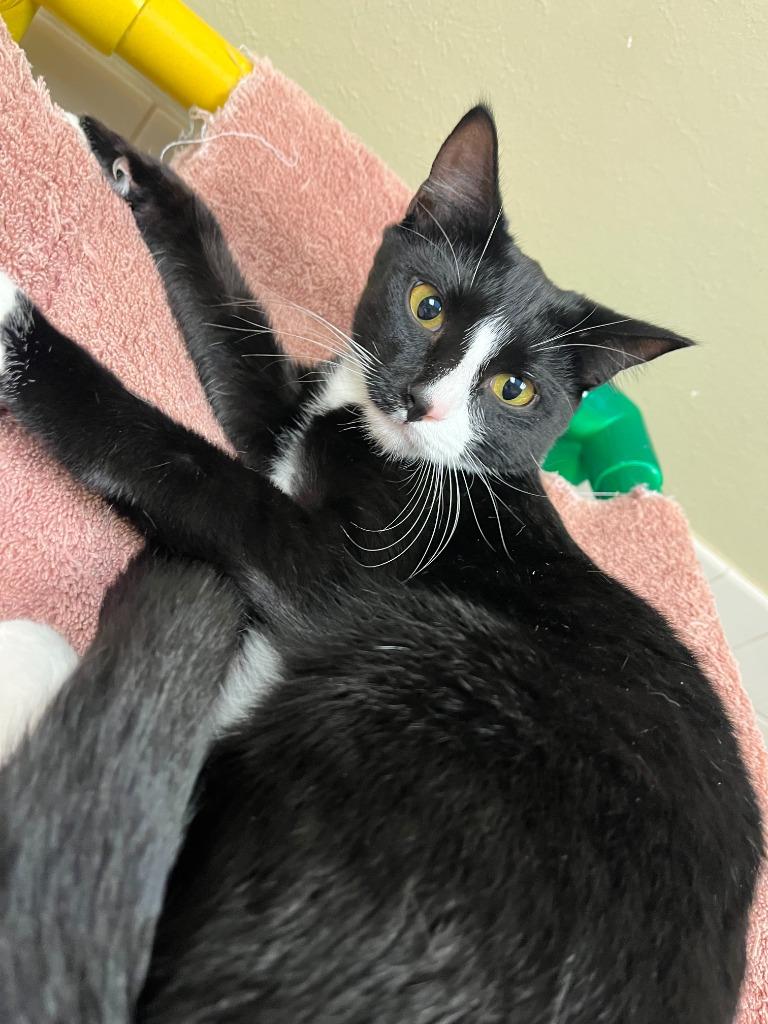 Enlarge Cat Display- Raven, a Adoptable mixed breed in Greenville, TX image 3/6
