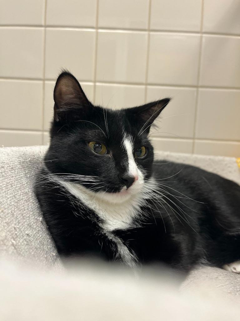 Enlarge Cat Display- Raven, a Adoptable mixed breed in Greenville, TX image 4/6