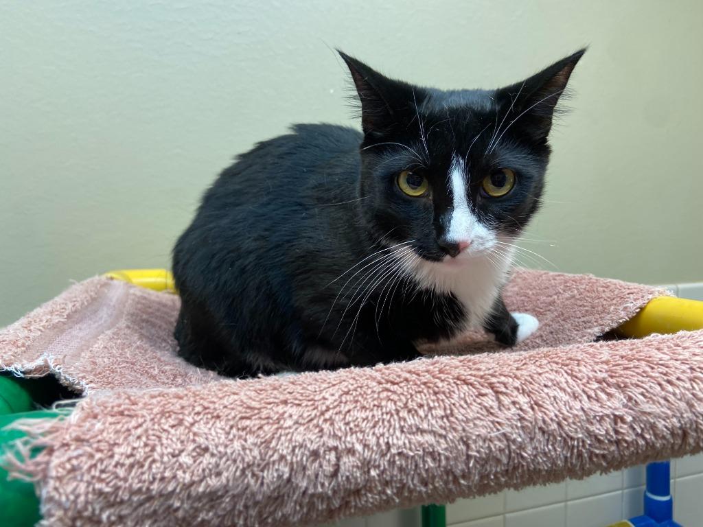 Enlarge Cat Display- Raven, a Adoptable mixed breed in Greenville, TX image 5/6