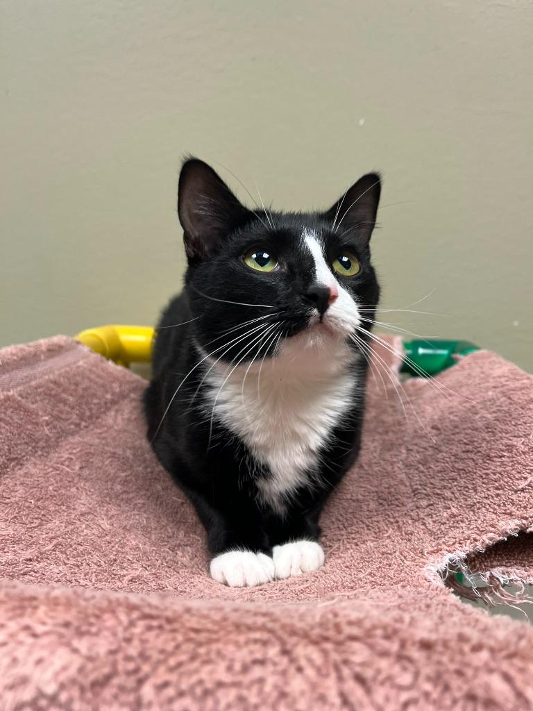 Enlarge Cat Display- Raven, a Adoptable mixed breed in Greenville, TX image 6/6