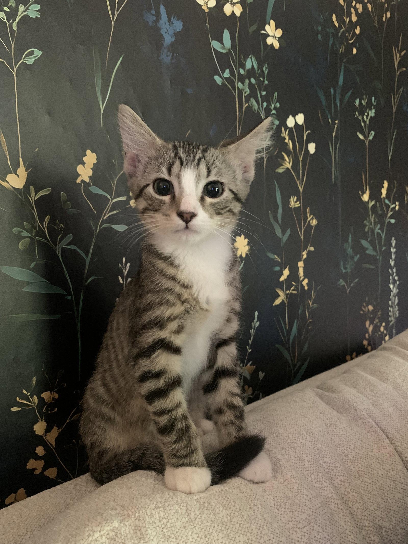 Roman Burki, Adopted, Young Male American Shorthair.