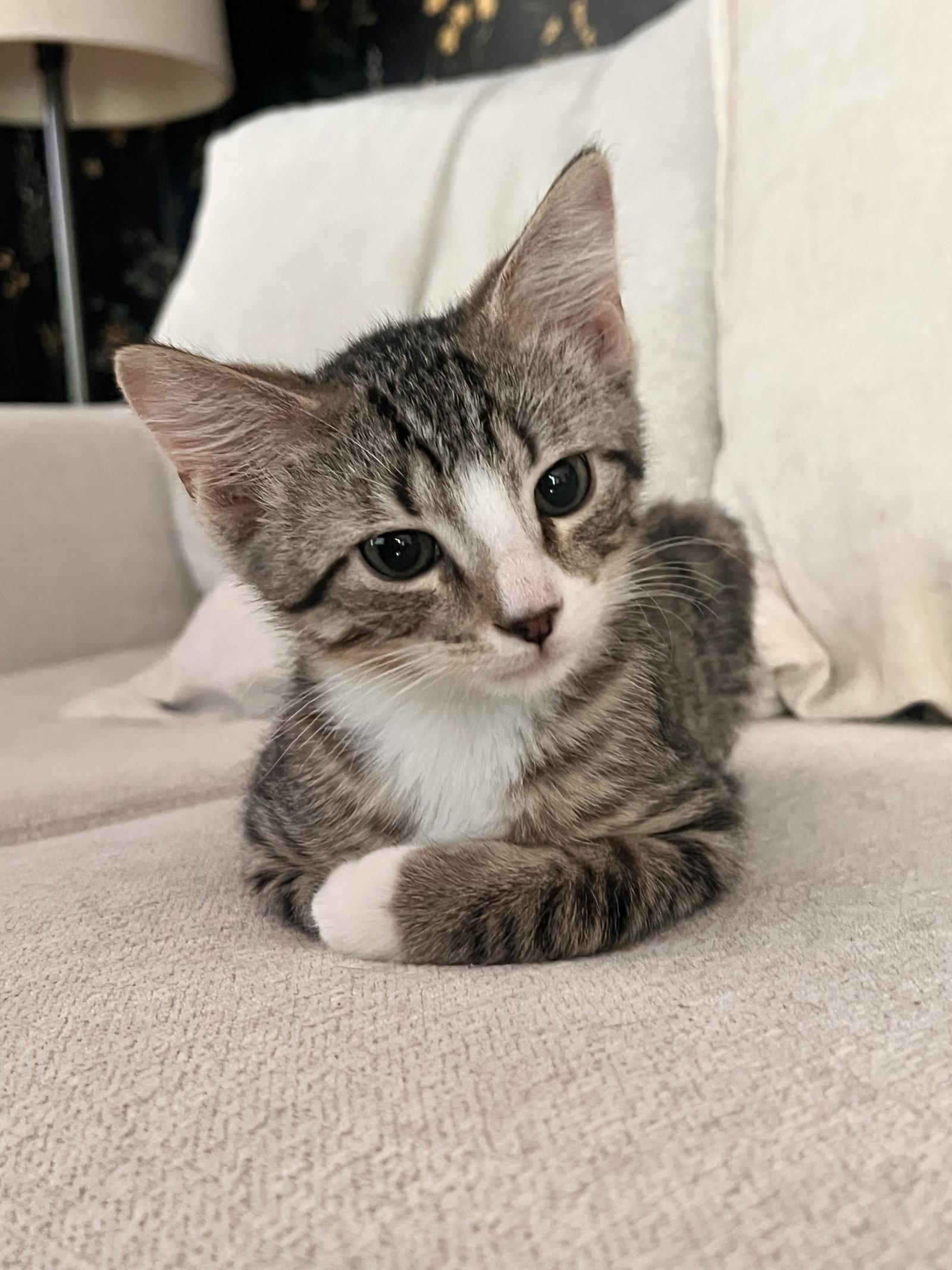 Enlarge Roman Burki, a Adopted American Shorthair in Eureka, MO image 2/3