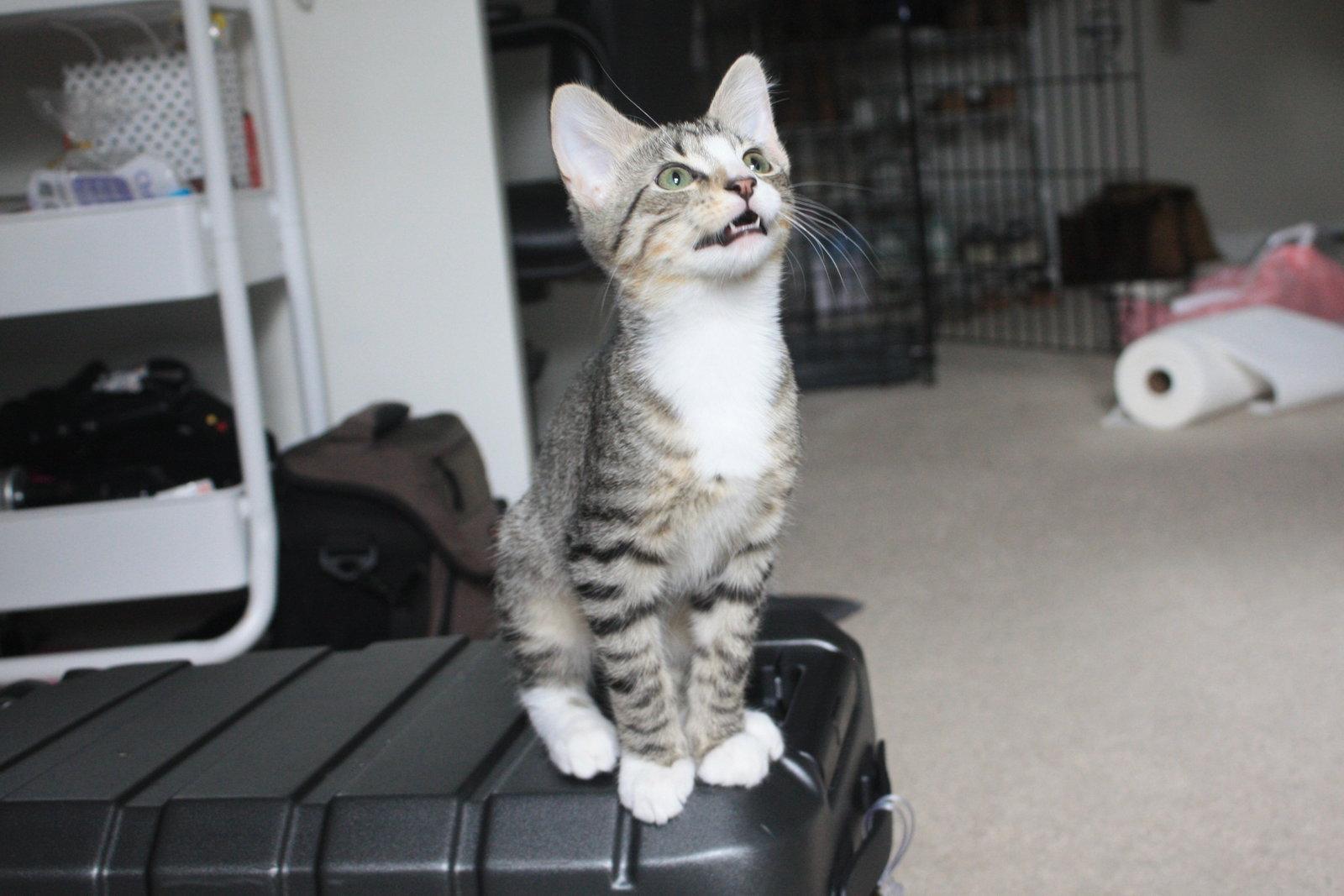 Enlarge Roman Burki, a Adopted American Shorthair in Eureka, MO image 3/3