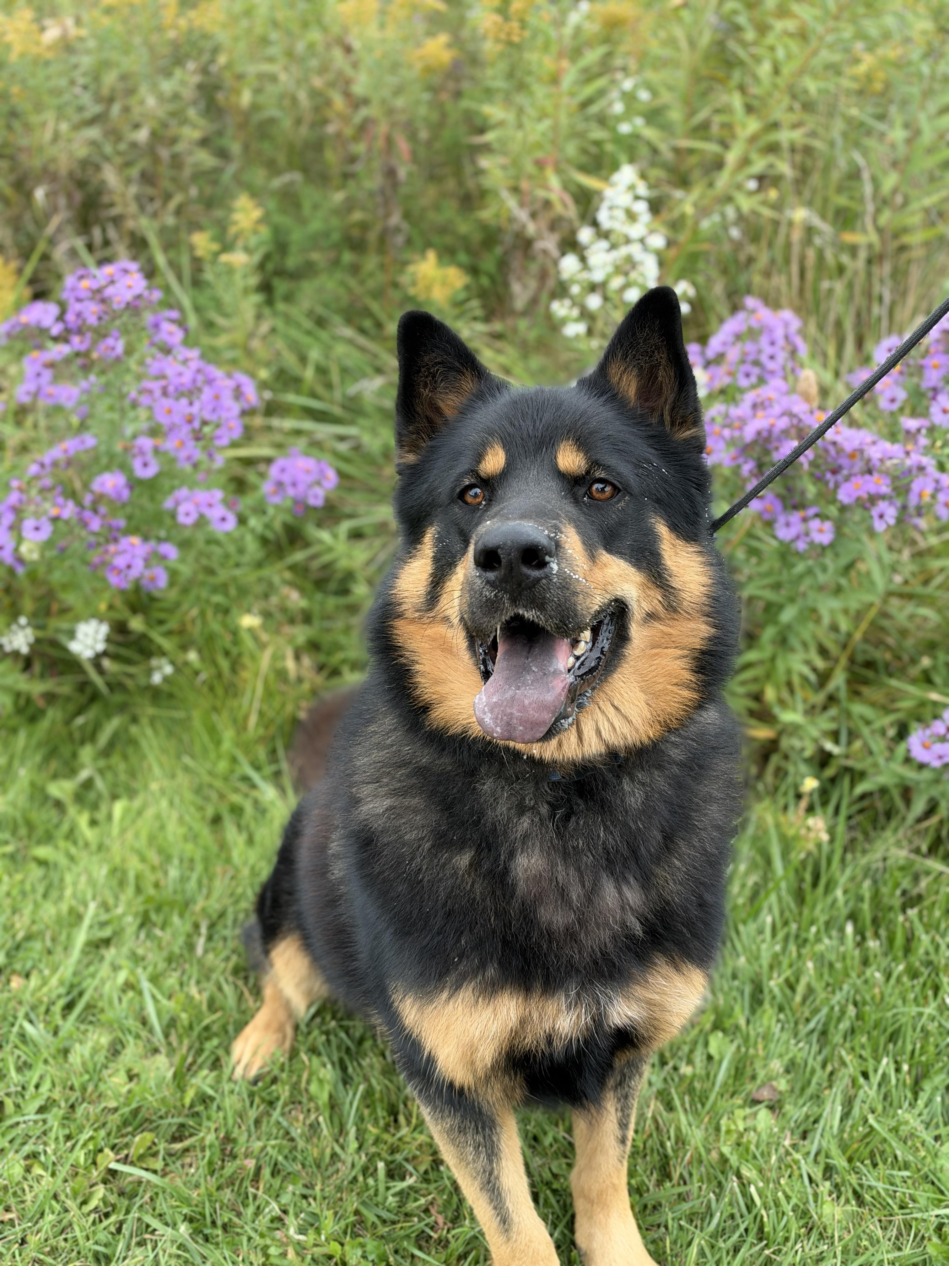 Jagger, Adoptable, Adult Male Shepherd & Chow Chow.