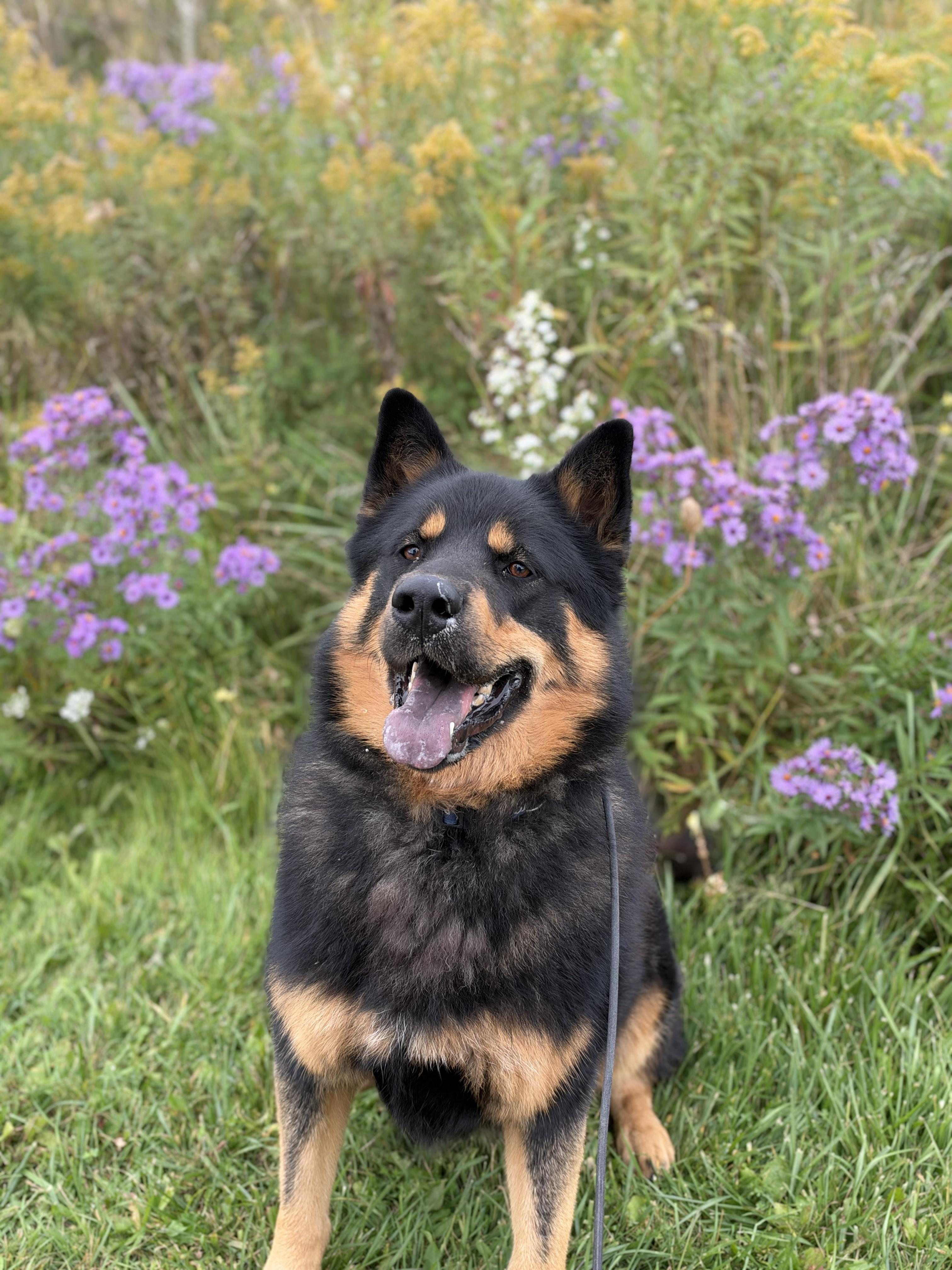Enlarge Jagger, a Adoptable mixed breed in Keswick, ON image 6/6