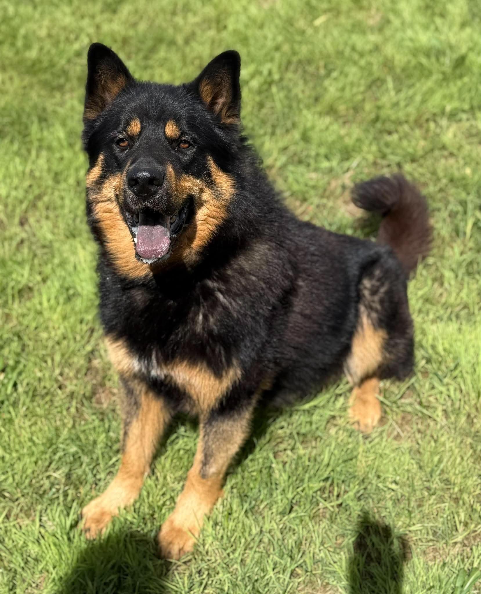 Jagger, ADOPTABLE, Adult Male Shepherd & Chow Chow.