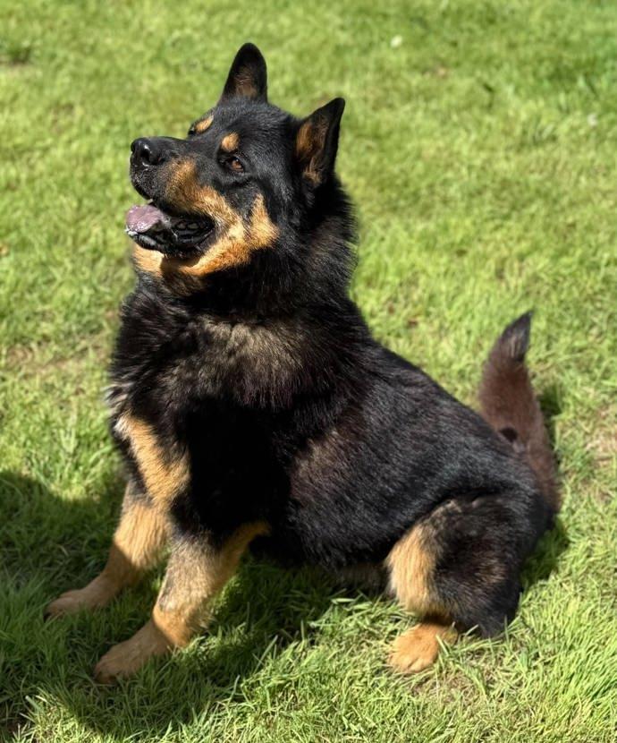 Enlarge Jagger, a ADOPTABLE mixed breed in Keswick, ON image 4/4
