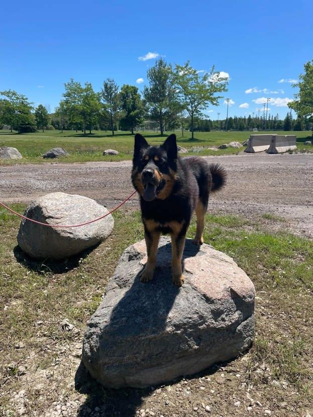 Enlarge Jagger, a ADOPTABLE mixed breed in Keswick, ON image 2/4