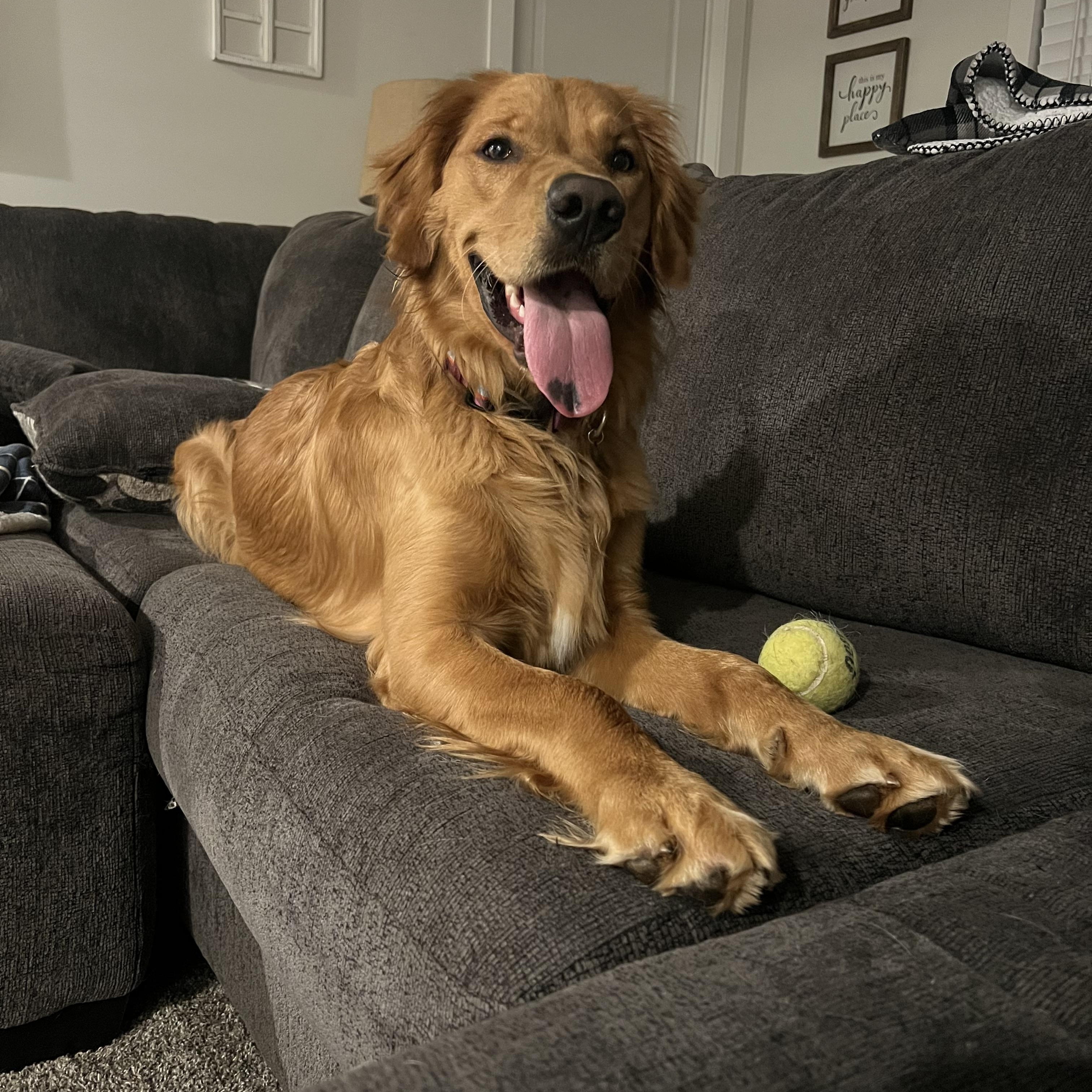 Boone, a ADOPTABLE Golden Retriever in Sherman, CT image 2/5