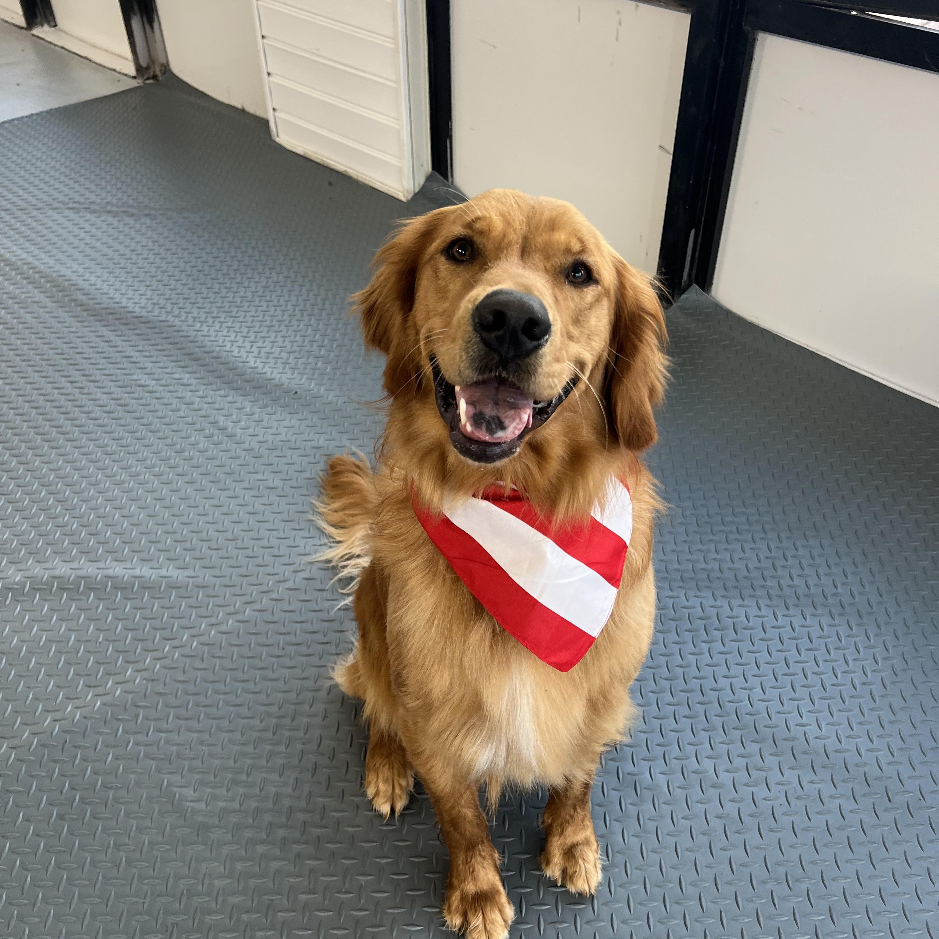 Boone, ADOPTABLE, Young Male Golden Retriever.