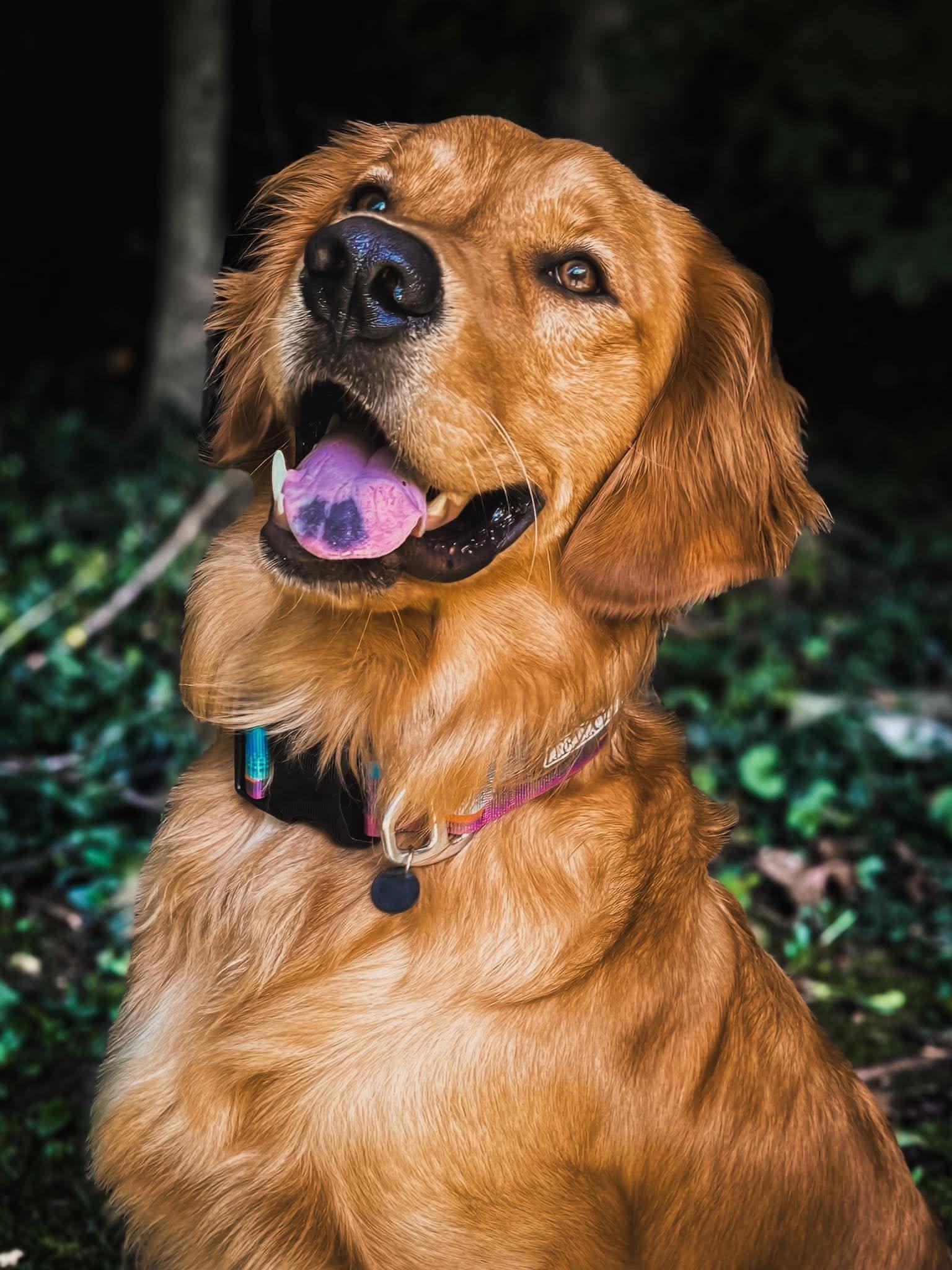 Boone, a ADOPTABLE Golden Retriever in Sherman, CT image 5/5