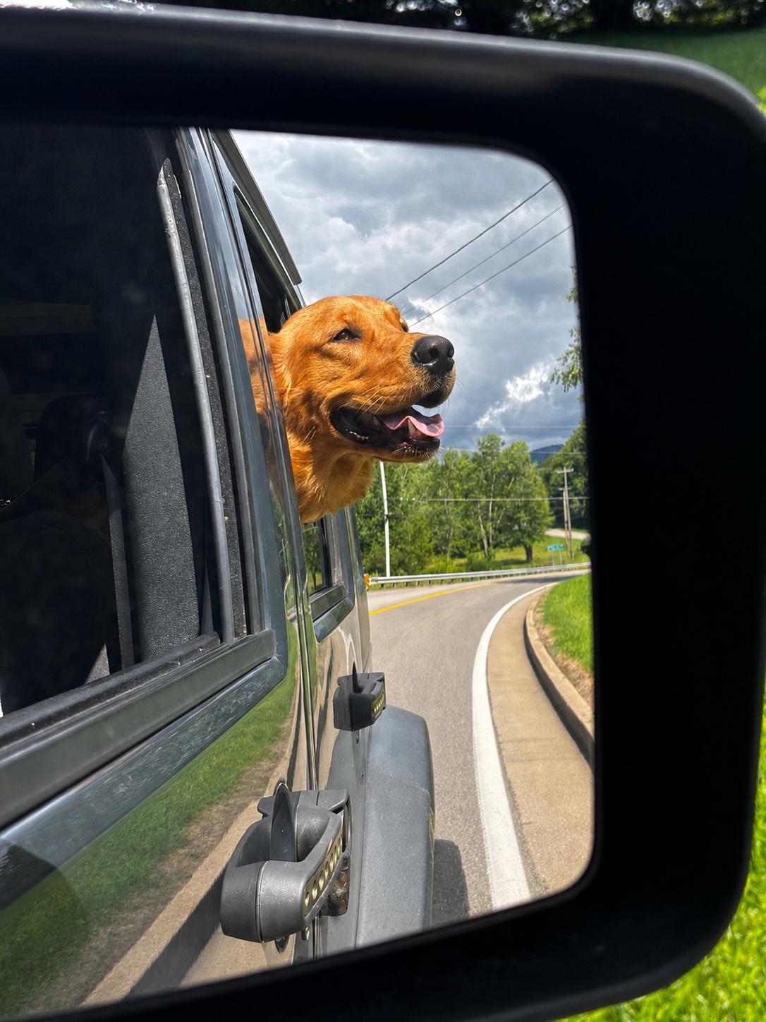 Boone, a ADOPTABLE Golden Retriever in Sherman, CT image 3/5