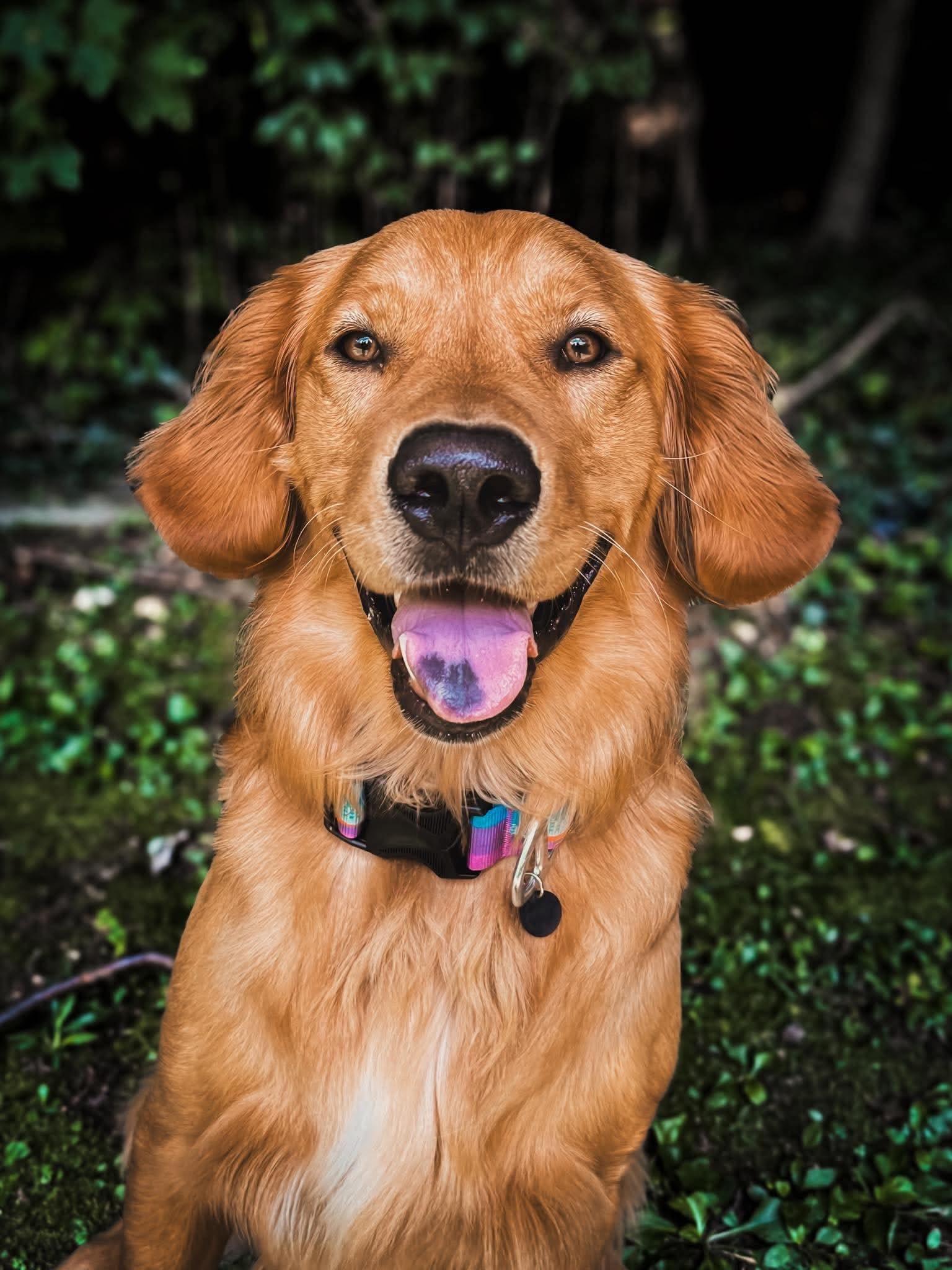 Boone, a ADOPTABLE Golden Retriever in Sherman, CT image 4/5